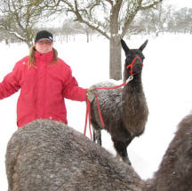 Lamaspaziergänge sind auch im Winter möglich