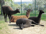 Unsere Lamas