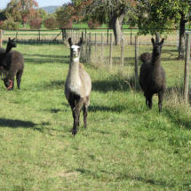 Unsere Lamas auf der Koppel