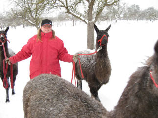 Lamaspaziergang im Tiefschnee